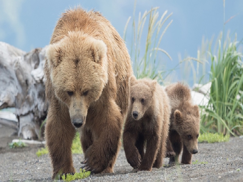 试管跟领导请假（试管是怎么灭菌的）