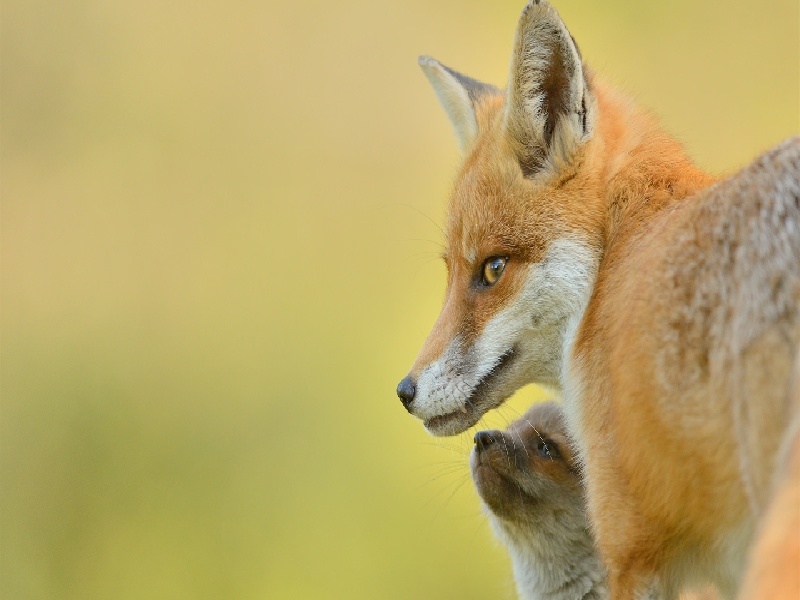 试管移植胀脏（试管的婴儿生化）